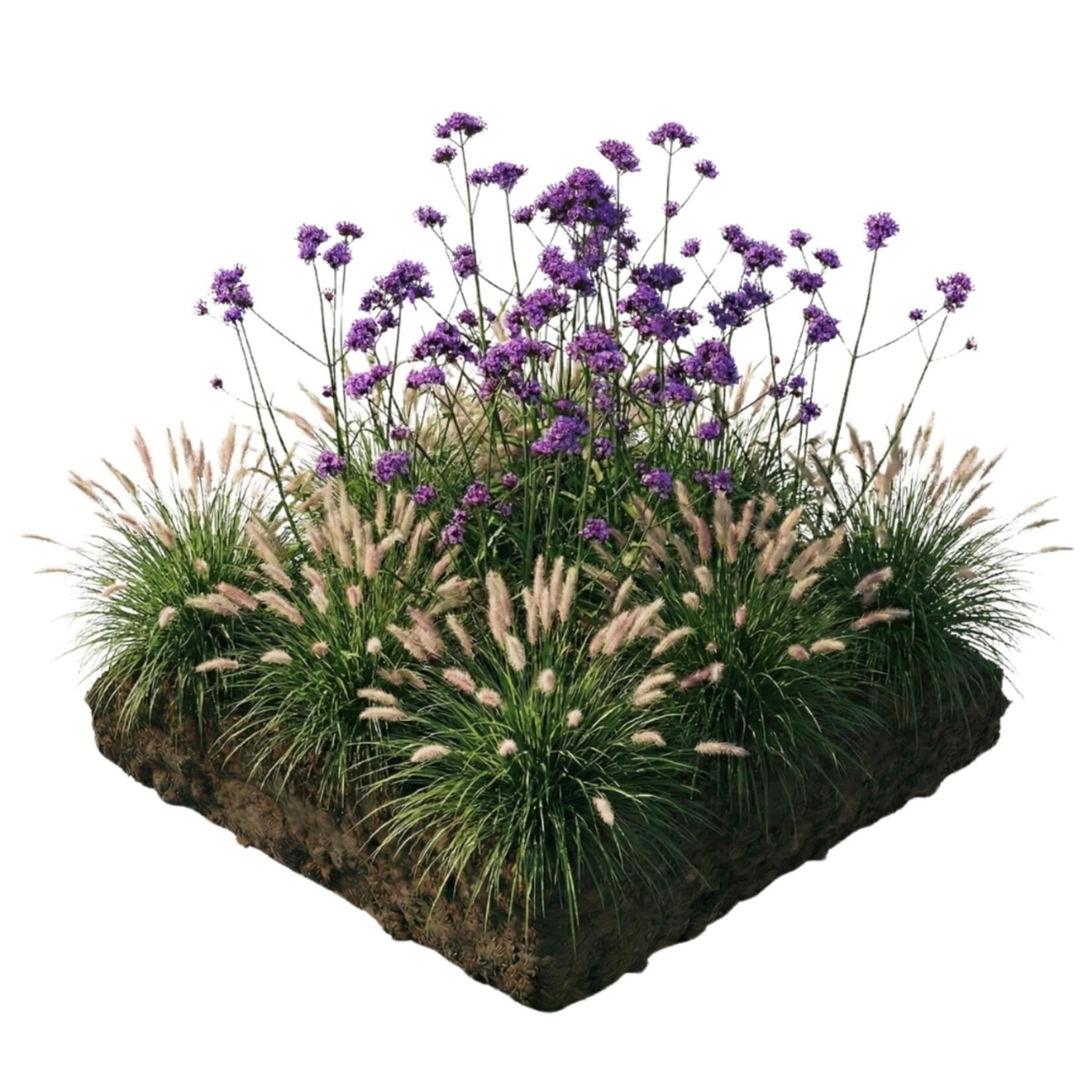 NatureNest Borderpakket Stella - Vaste Borderplanten Mix - Kleurige Tuinborder