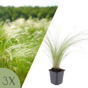 NatureNest Stipa Tenuissima Siergras – Ponytails Federgras Pluimen – 3