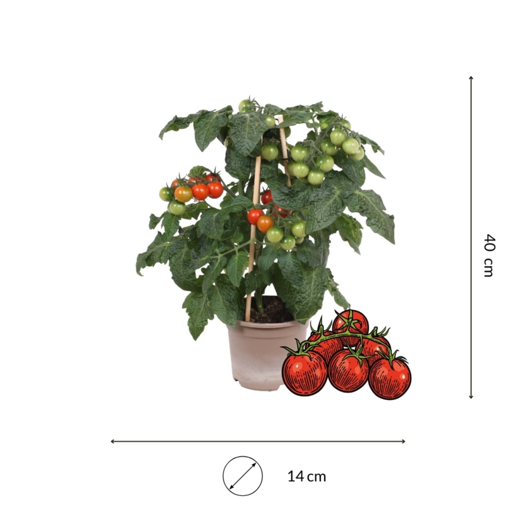 NatureNest Zonnige Oogst Trio Groenteplanten – Tomaat, Paprika en Chilipeper – 3