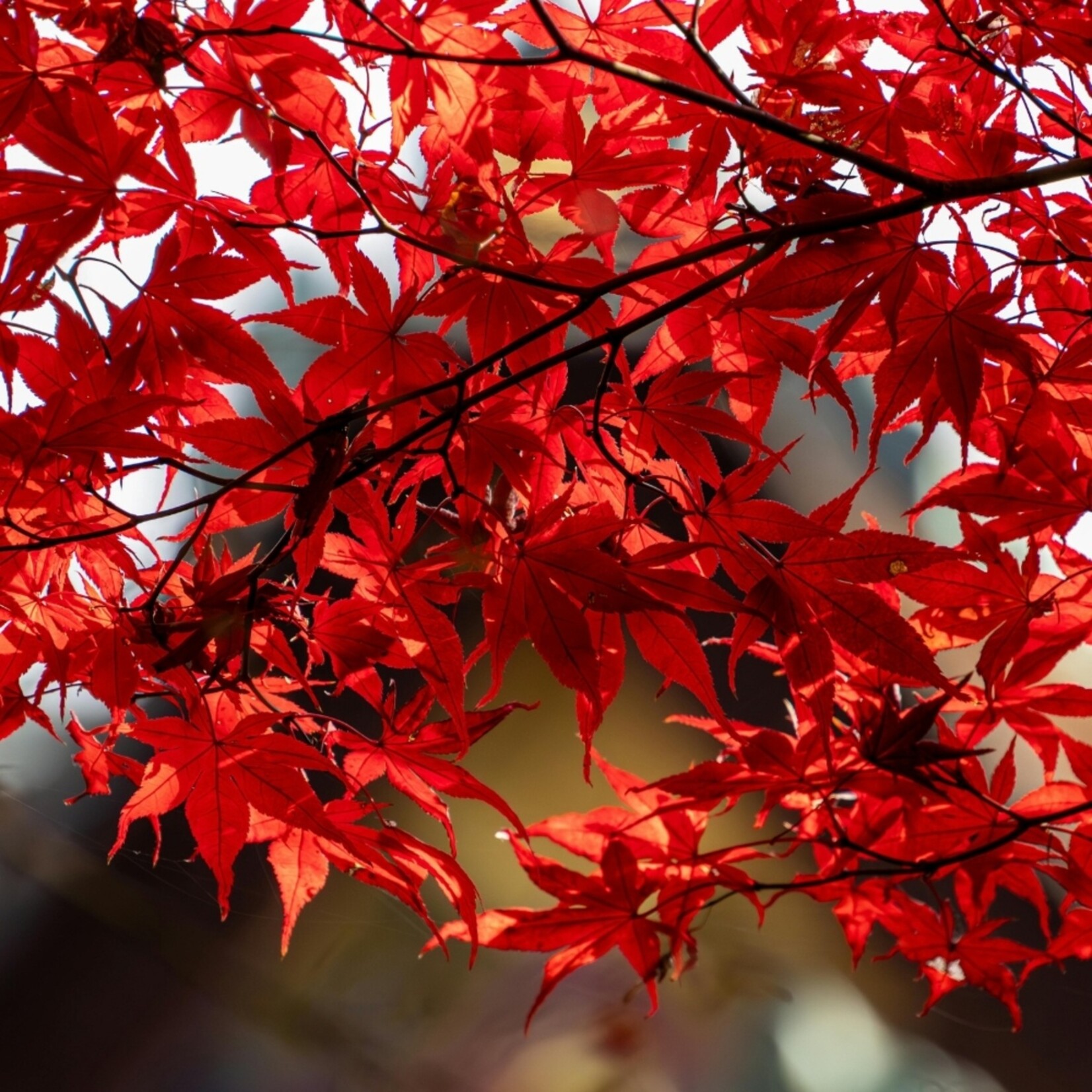 NatureNest Noorse Esdoorn Crimson Sentry - op 80 cm Stam - Acer Platanoides - Smal Groeiende Sierboom