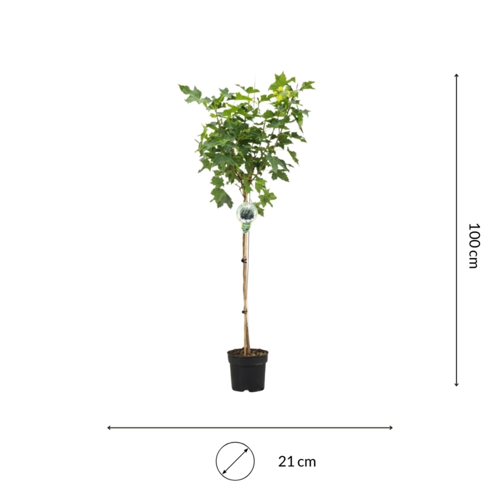 NatureNest Noorse Esdoorn Globosum - op 80 cm Stam - Acer Platanoides Globosum - Bolvormige Sierboom