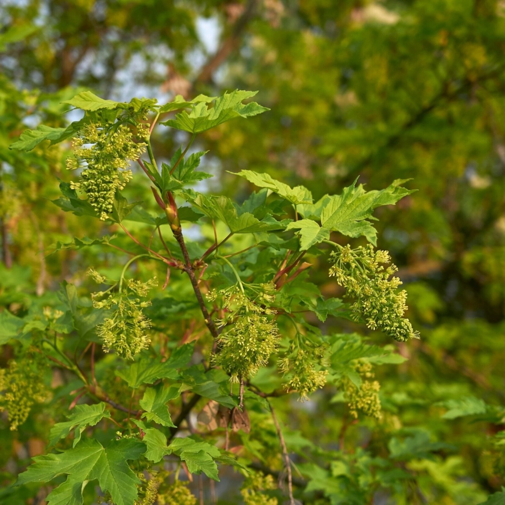 NatureNest Noorse Esdoorn Globosum - op 80 cm Stam - Acer Platanoides Globosum - Bolvormige Sierboom