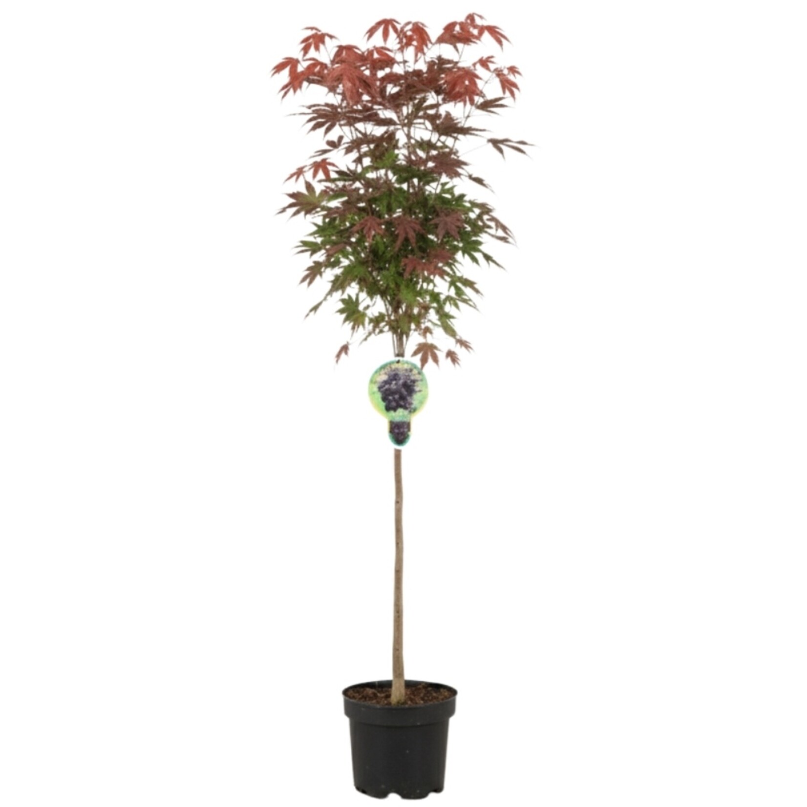 NatureNest Japanse Esdoorn Brilliantissimum - op 80 cm Stam - Acer Pseudoplatanus - Lichtgekleurde Sierboom