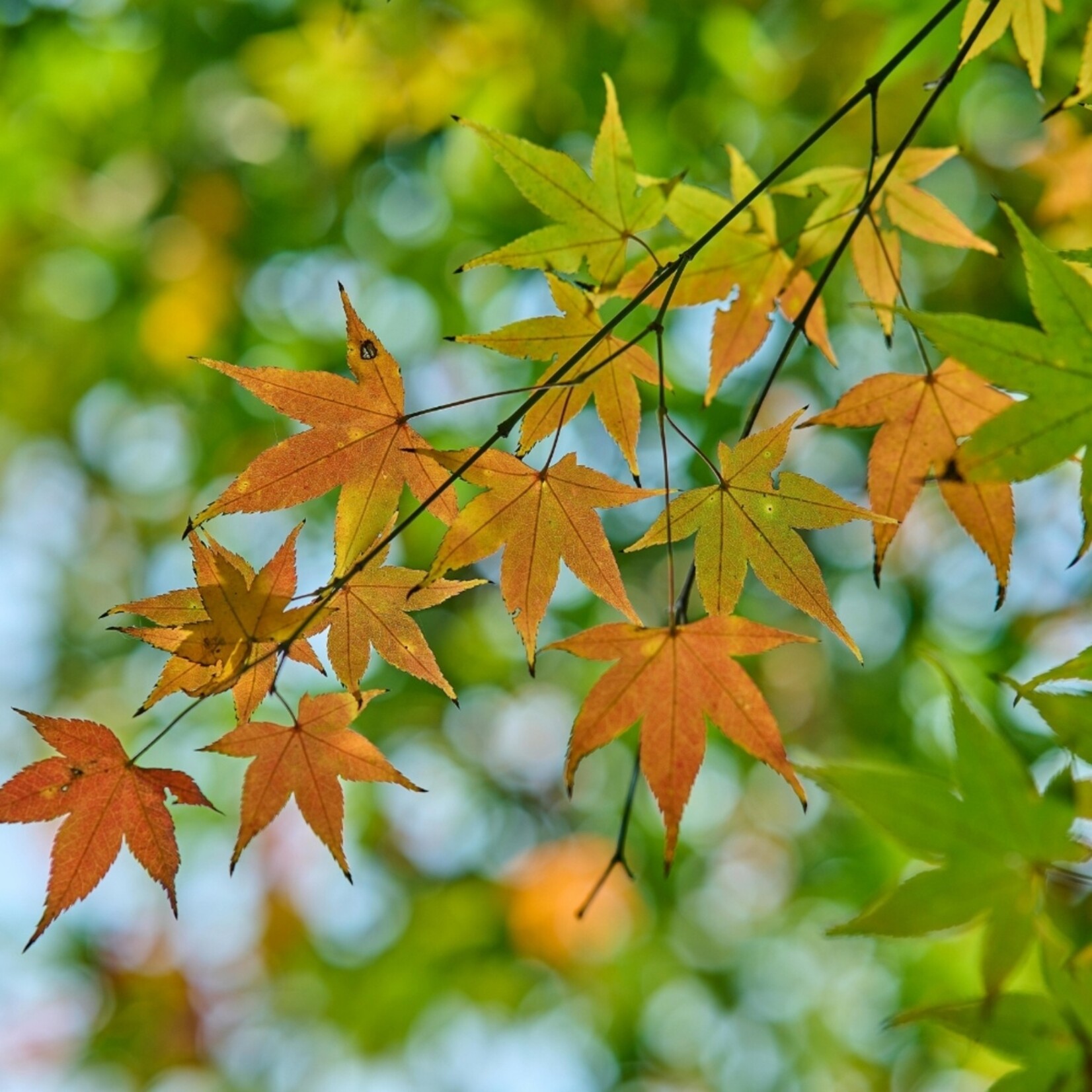 NatureNest Japanse Esdoorn Brilliantissimum - op 80 cm Stam - Acer Pseudoplatanus - Lichtgekleurde Sierboom