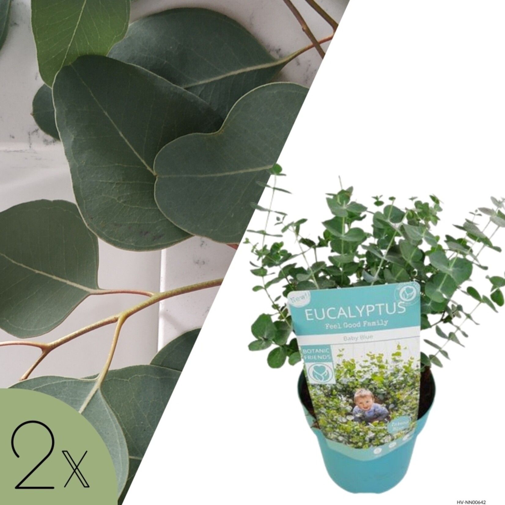NatureNest Eucalyptus - Set van 2 - Compacte Eucalyptus - Hartvormig Grijs – Botanic Hearts