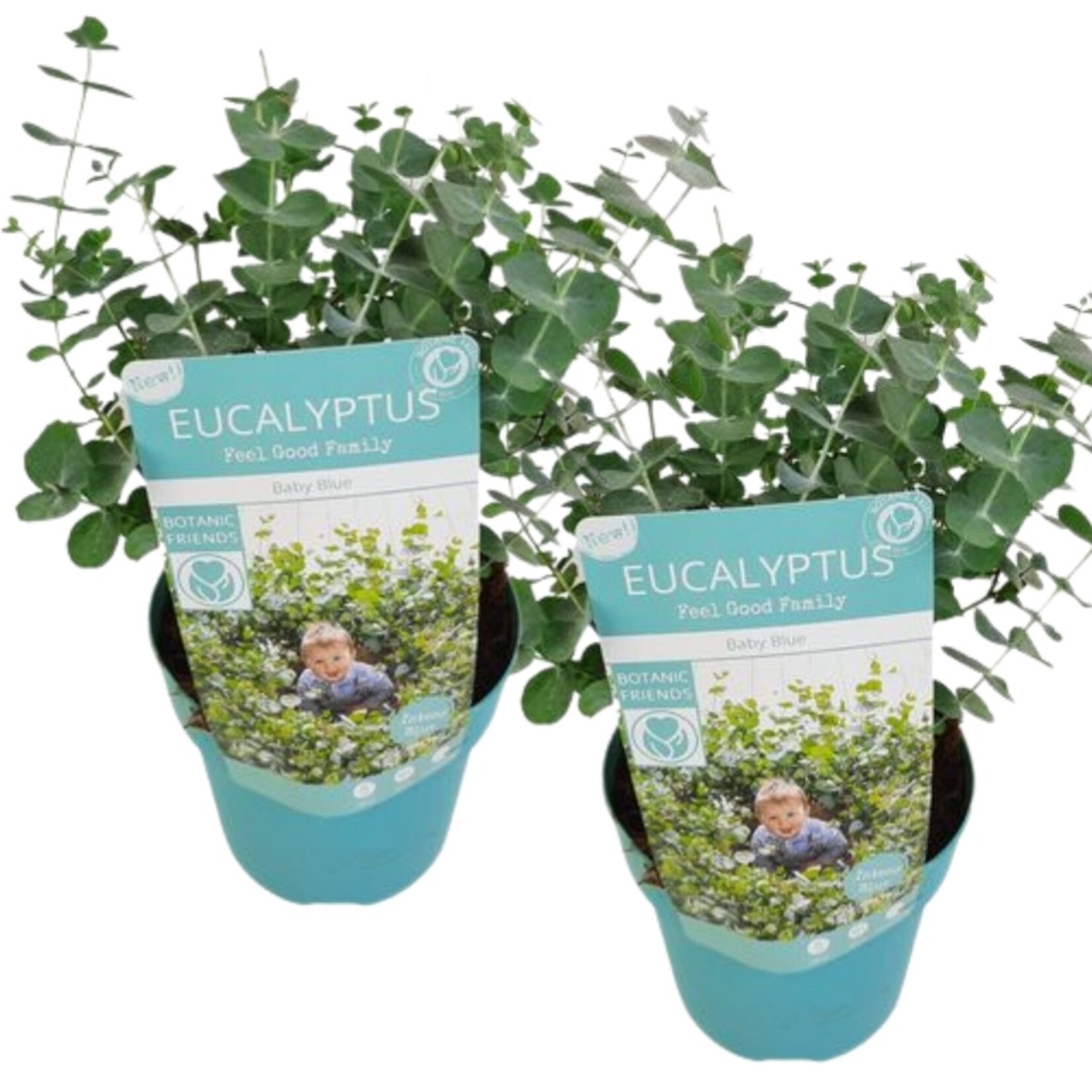 NatureNest Eucalyptus - Set van 2 - Compacte Eucalyptus - Hartvormig Grijs – Botanic Hearts