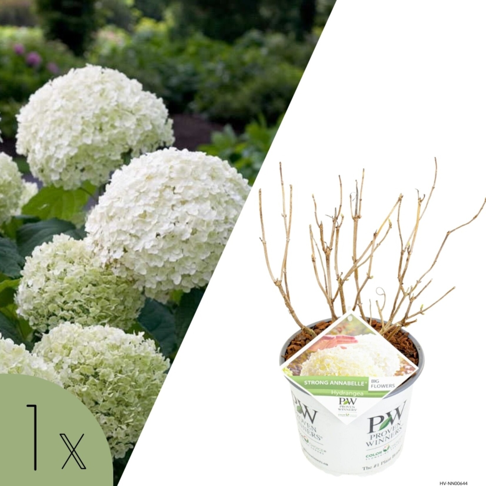 NatureNest Hortensia Annabelle - Sterke Hortensia - Hydrangea Arborescen – Strong Annabelle