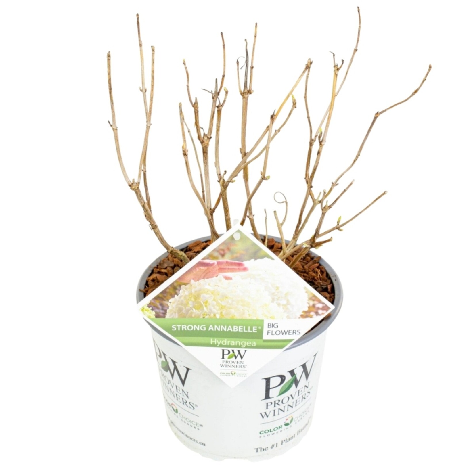 NatureNest Hortensia Annabelle - Sterke Hortensia - Hydrangea Arborescen – Strong Annabelle