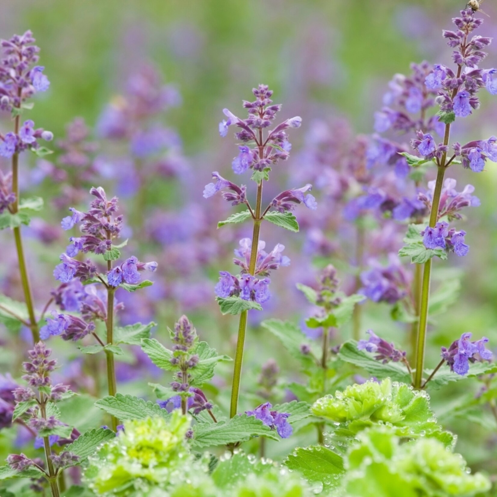 NatureNest Kattenkruid Grol - Set van 3 Jonge Planten - Nepeta Faassenii - Bijen- en Vlindervriendelijk