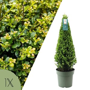 NatureNest Japanse Hulst - Ilex Crenata Jenny - Sierlijke Tuinplant voor Border – Piramide