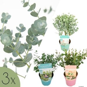 NatureNest Eucalyptus Mix - Set van 3 Soorten - Winterhard – Azura, Baby Blue en Botanic Hearts