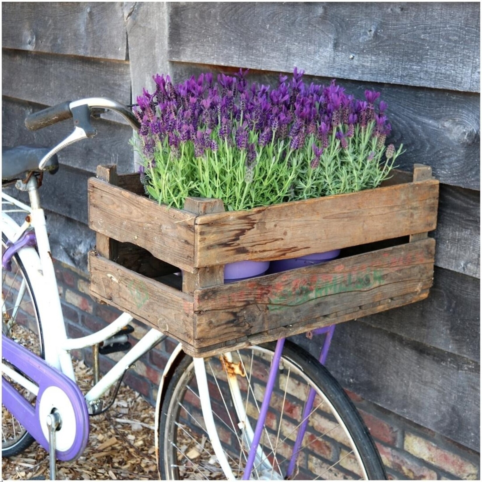 NatureNest Franse lavendel planten (bloeiend) - Set van 6