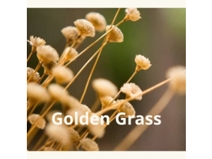 GOLDEN GRASS 