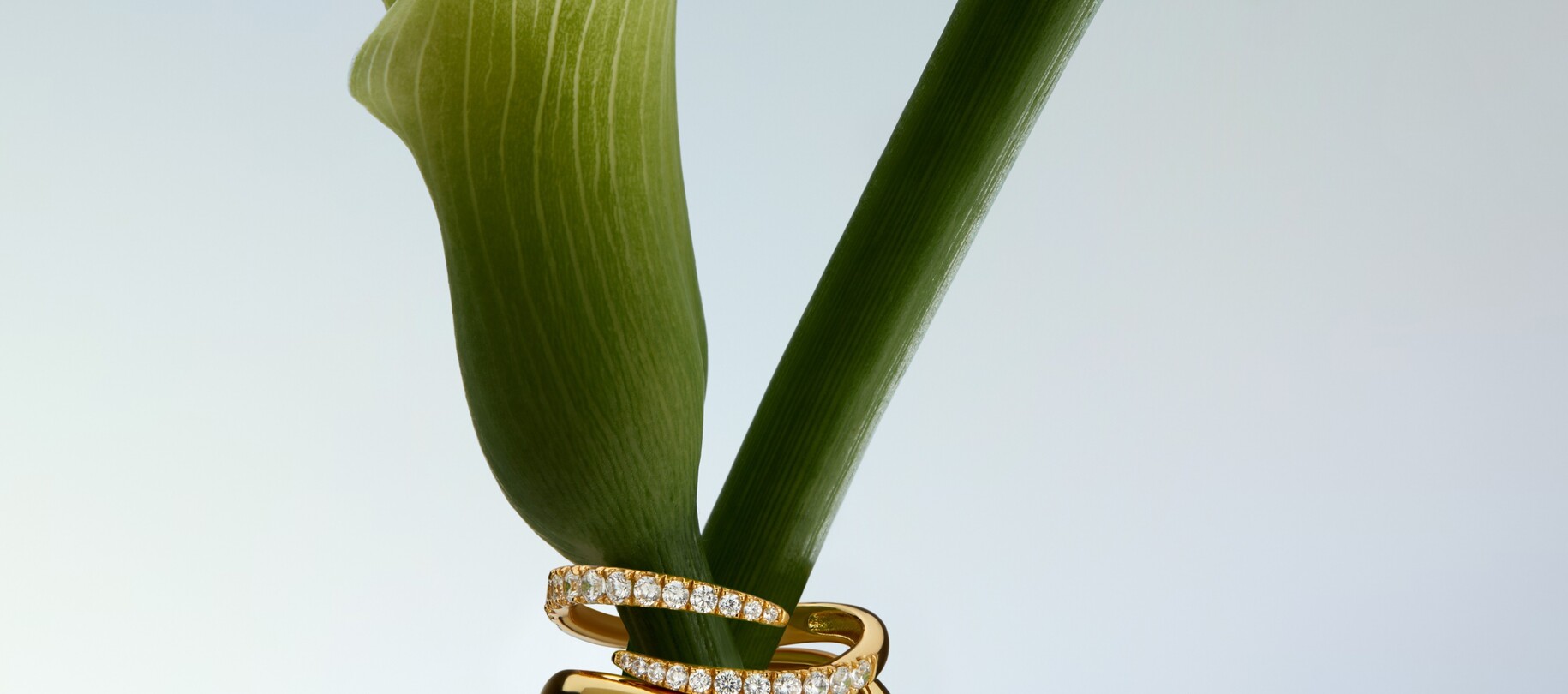 Ringen
