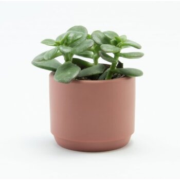 Bloempotje Keramiek Terracotta