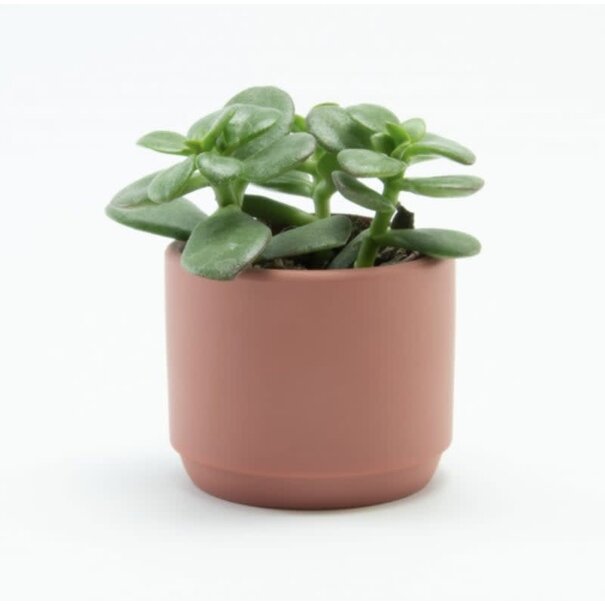 Bloempotje Keramiek Terracotta