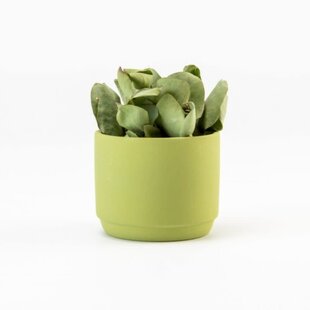 Bloempotje Keramiek Zijdegroen