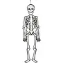 Skelet
