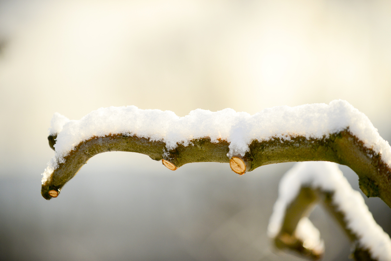 Snoeien in de winter