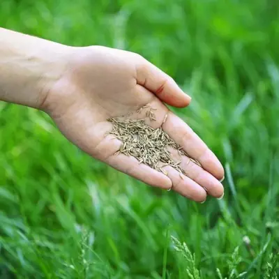 Gras zaaien, wanneer eigenlijk?