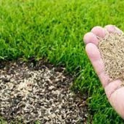 Kale plekken in mijn gras.