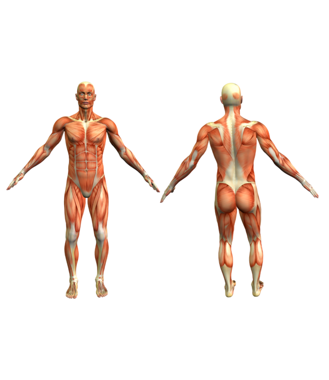 Skinestics Skinestics Taśma kinezjologiczna - Taśma sportowa - Taśma Physio - Kolor różowy - teraz 20% dłuższa, 600 cm długości i 5 cm szerokości, 170% rozciągliwa dorównująca ludzkiej skórze, standardowo z bardzo mocnym klejem, bawełna, na całe ciało, taśma medy