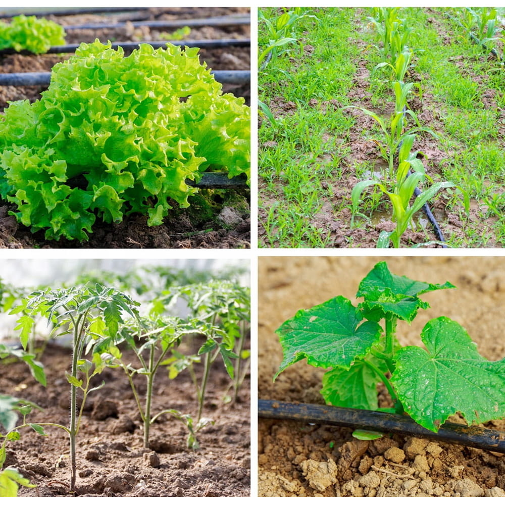 Druppelslang 50m Zwart - 61% Korting! | Ideaal voor Tuin & Kassen