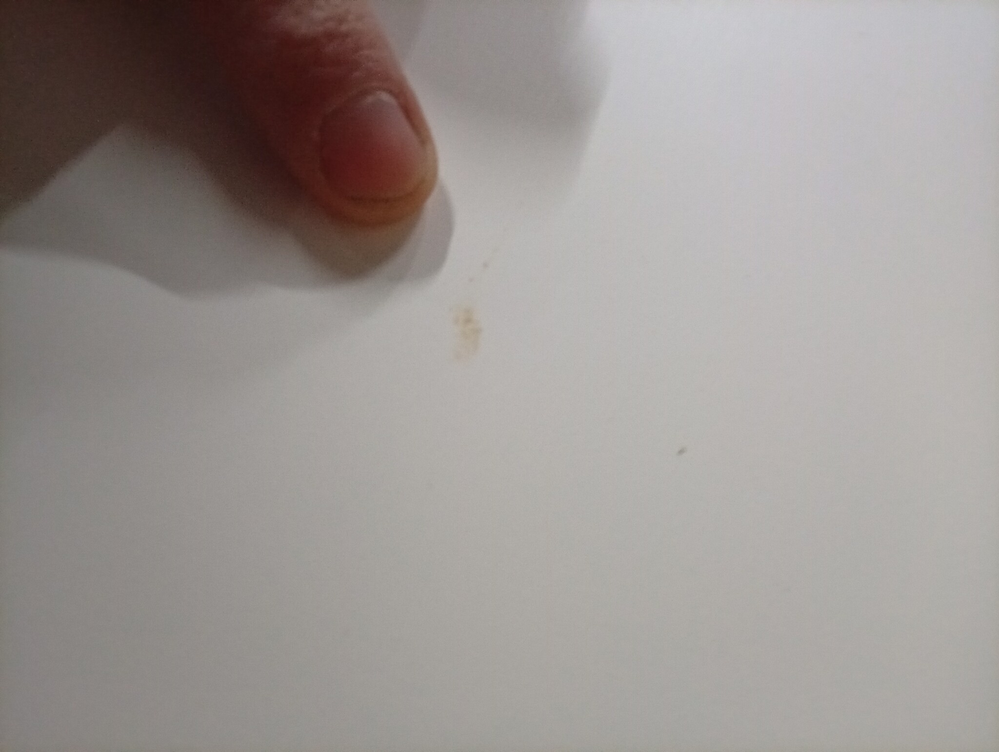 vidaXL Bedframe zonder matras massief grenenhout wit 75x190 cm