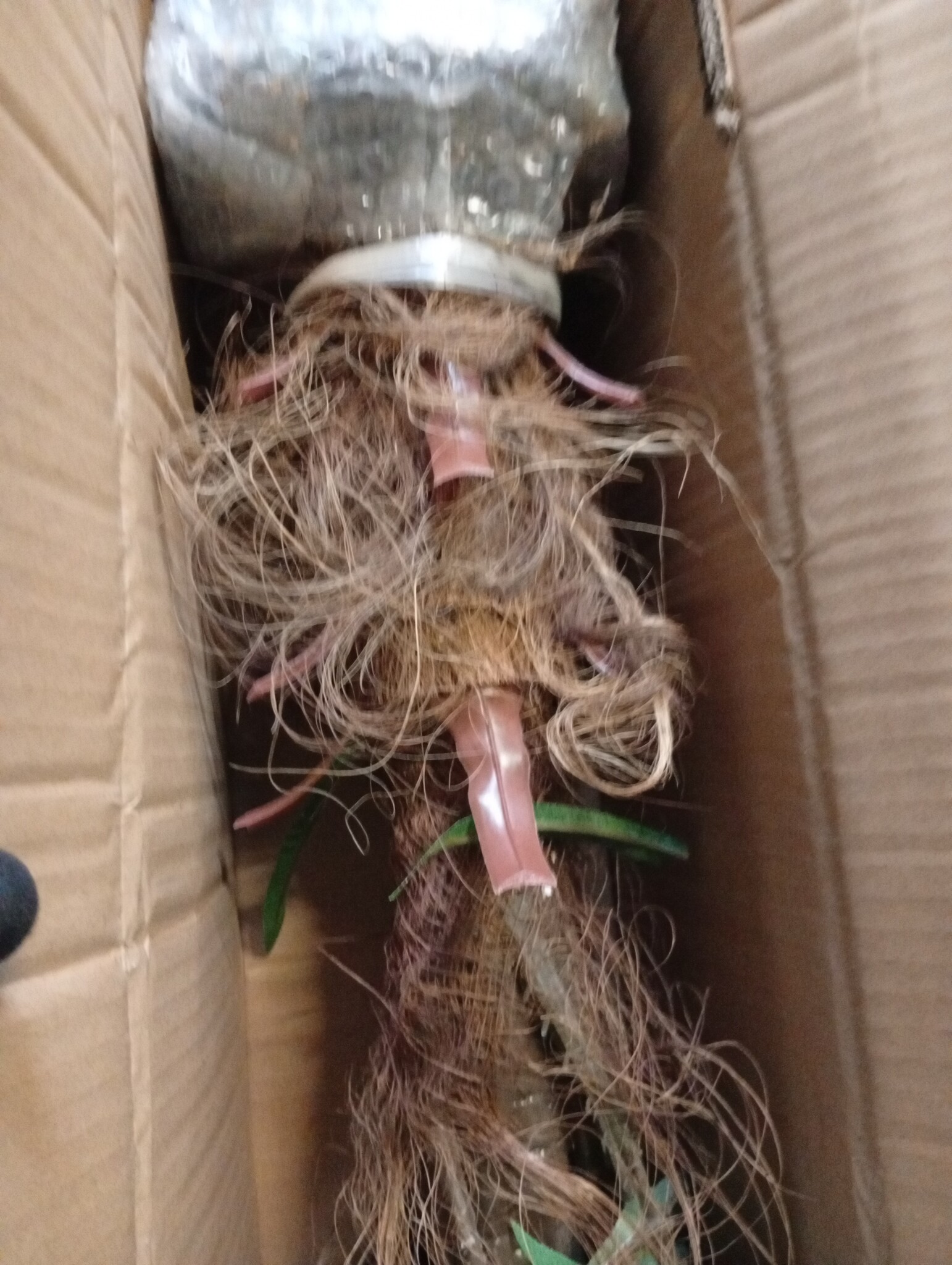 VidaXL Kunstcycaspalm 80cm - 60% Korting! Levensecht & Onderhoudsvrij