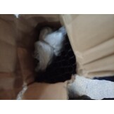 vidaXL Kamerscherm 4 panelen Wit - 200x180cm - 55% Korting!