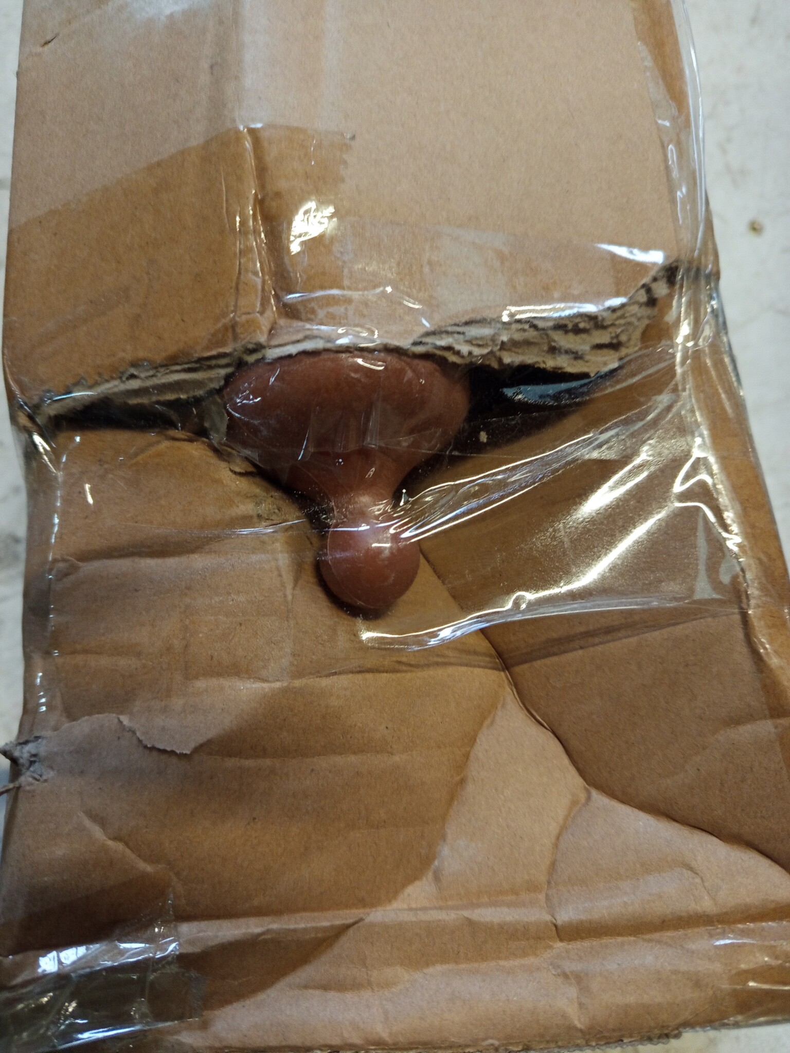 vidaXL Parasol Houten Paal 330 cm Zandwit - Nu 60% Korting!