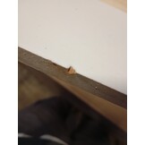 VidaXL TV-meubel Massief Grenenhout Wit - 55% Korting