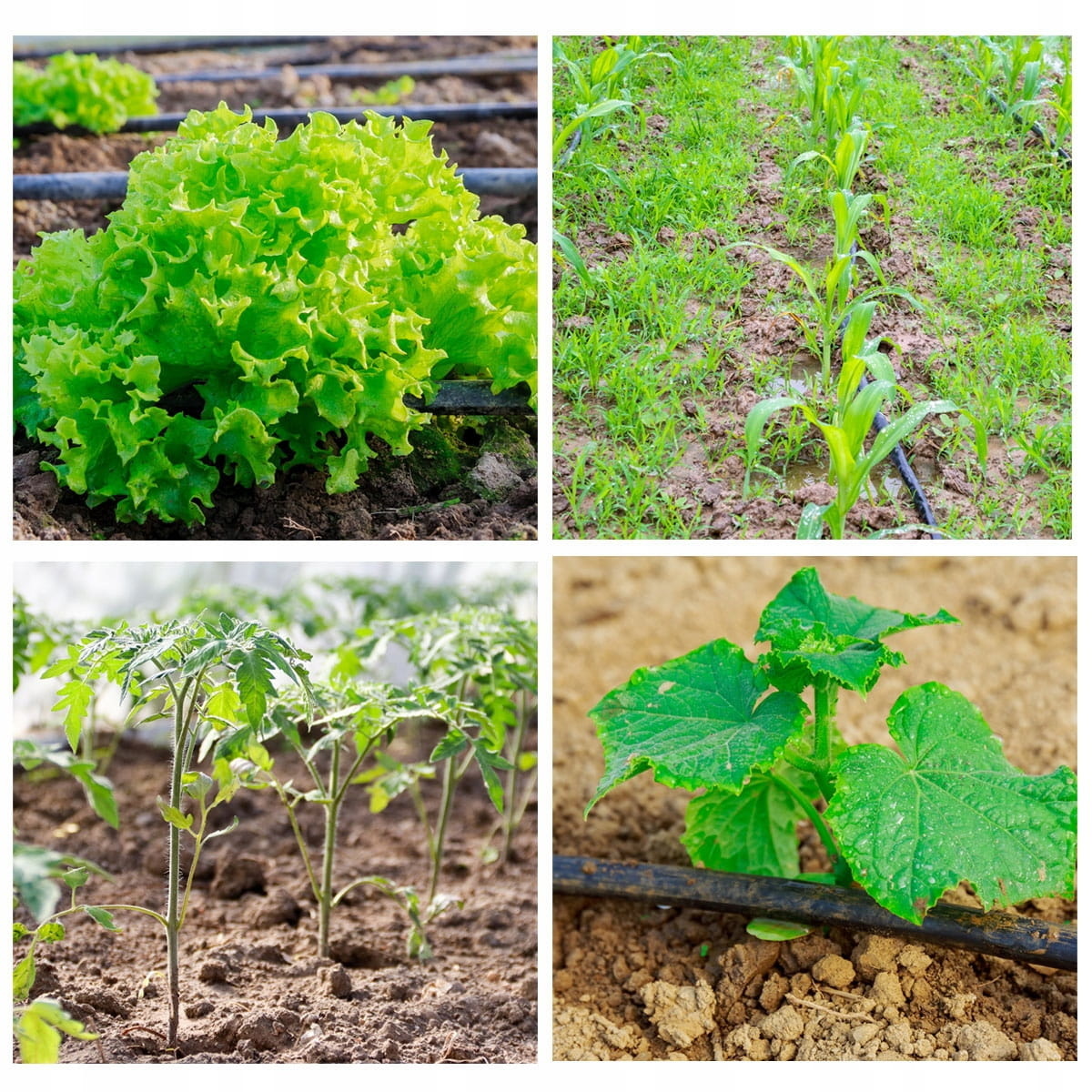 Druppelslang irrigatiesysteem 100m | 71% Korting