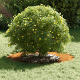 vidaXL Platte Boomringen (5 stuks) - Cortenstaal Ø40/70cm - 55% Korting