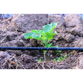 Druppelslang Irrigatiesysteem - 100m - 74% Korting!