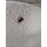 vidaXL Ontspanningsstoel Crème - 55% Korting - Stof