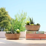 T4U Kunstplanten Succulenten - Mini Boot, 2 stuks, 30% Korting!