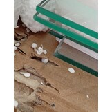 VidaXL Vitrinekast Gehard Glas Zwart - 45% Korting!