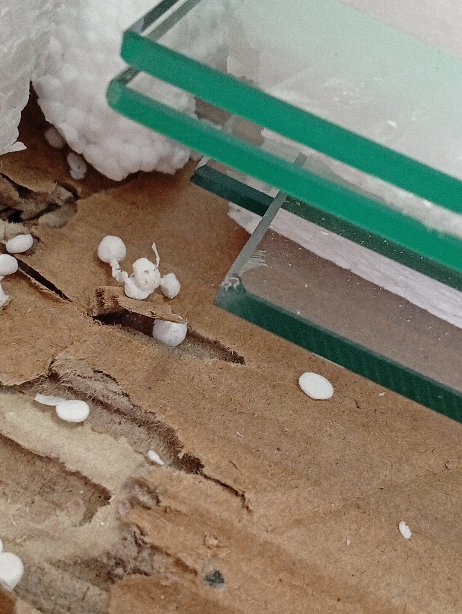 VidaXL Vitrinekast Gehard Glas Zwart - 45% Korting!