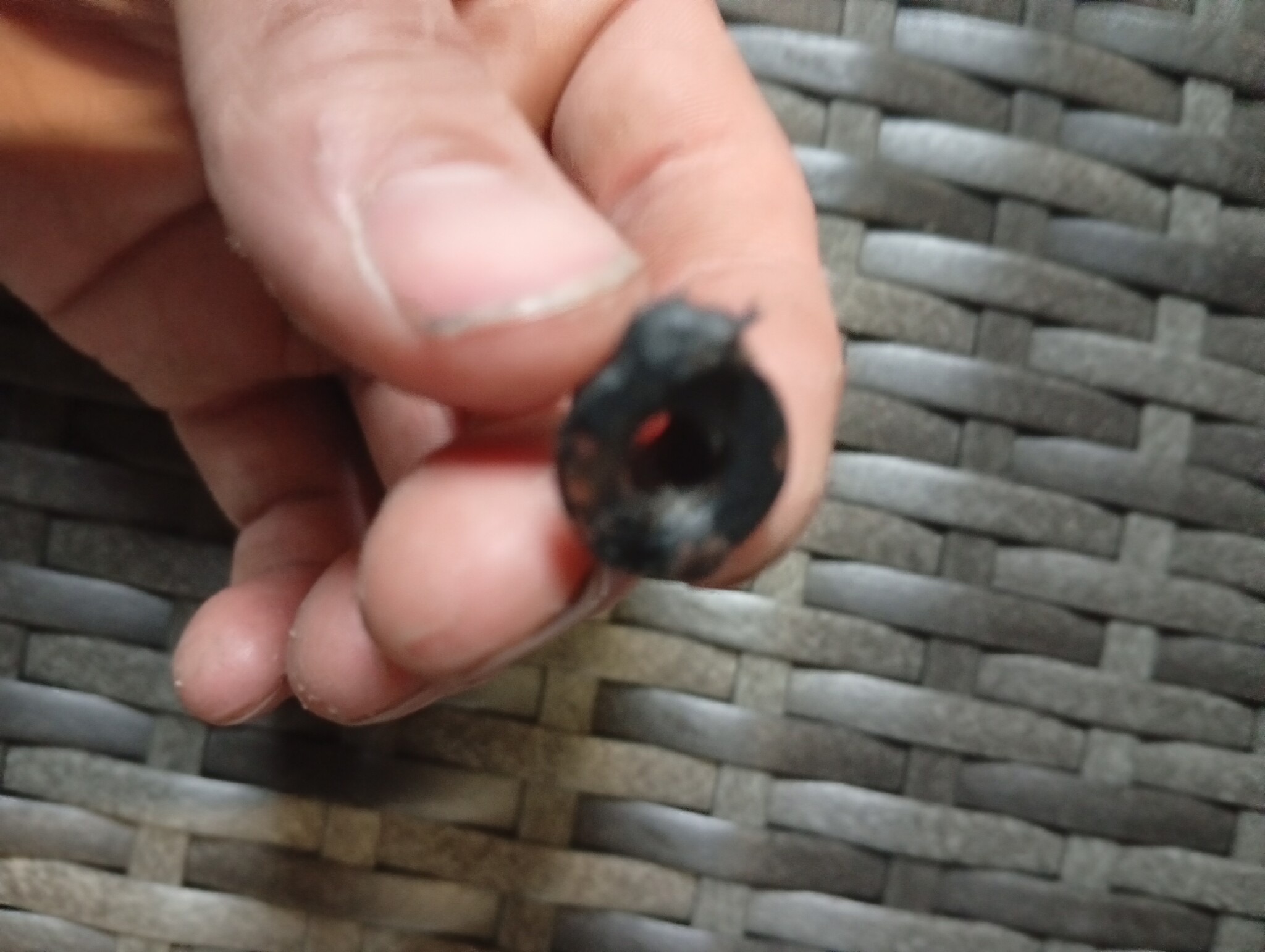 vidaXL Tuinstoel Adirondack Poly Rattan Grijs - Nu 67% Korting!