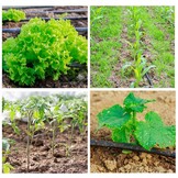 Druppelslang Irrigatiesysteem - 100m - 60% Korting