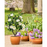 3ft Kunst Kamelia Boom - Wit, 40 Bloemen - 30% Korting!