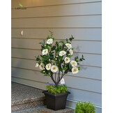 3ft Kunst Kamelia Boom - Wit, 40 Bloemen - 30% Korting!