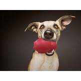 Pinguïn duurzaam hondenkauwspeelgoed, vriesbare vulbare puppy traktatie dosering kauwspeelgoed, natuurlijk rubber interactief puzzelspel hondenspeelgoed voor kleine middelgrote grote honden, leuk om te jagen en te halen, rundvlees smaak