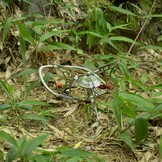 Bulin Campingkooktoestel - Ultralicht & Opvouwbaar - 26% Korting!