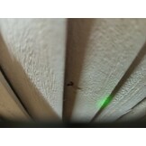 vidaXL Kamerscherm met 3 panelen massief paulowniahout wit