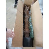 vidaXL Kunstplant met pot cycaspalm 160 cm groen