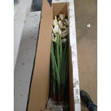 VidaXL Kunstorchidee Cymbidium 100cm Groen - 68% Korting