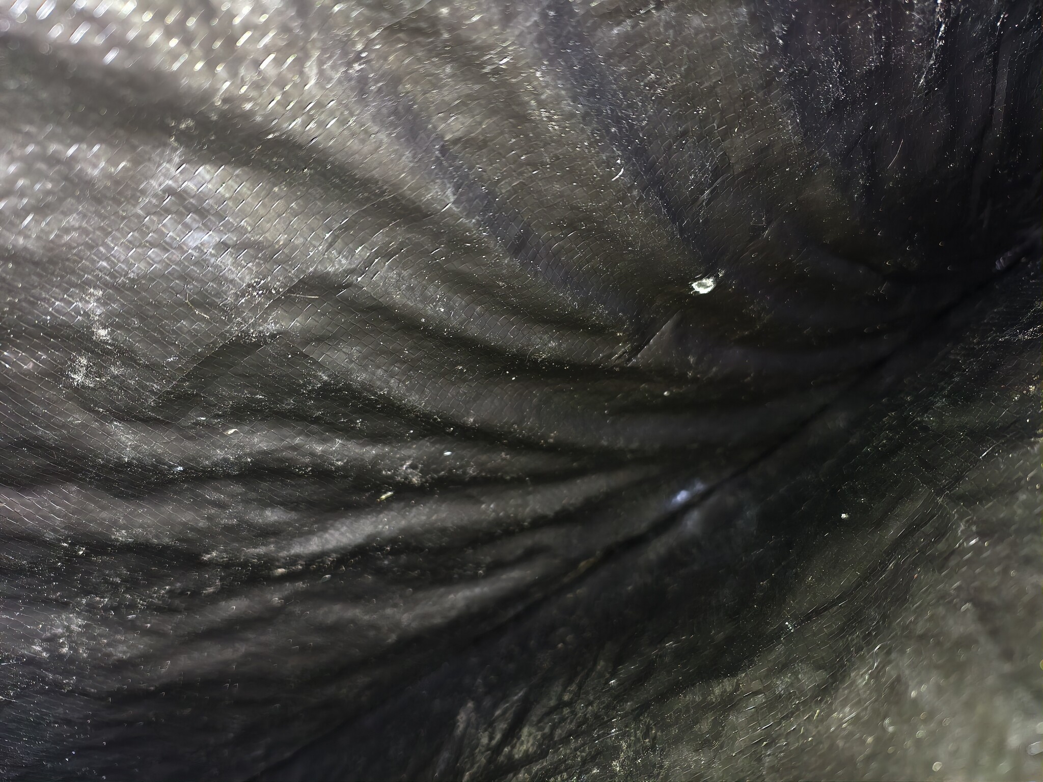 Trampoline rand afdekking - Zwart - 305 cm