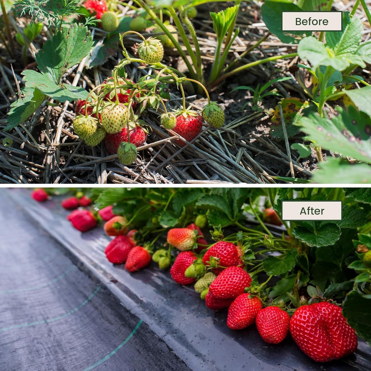 Dripex Anti-worteldoek 90g/m² - 2x25m - 28% Korting